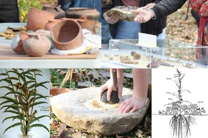 Image of corn grinding, ceramic vessels, seeds and plants, and maize